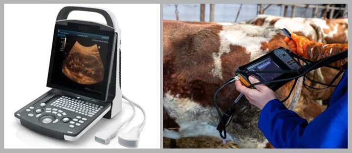 Pregnancy scanning of cows in Cavan - Michael Bannon Hoofcare