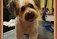 Dog Grooming Roscommon