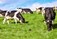 Cattle Hoof Trimming, Cavan. Michael Bannon Hoofcare