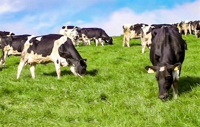 image of dairy cows from Michael Bannon Hoofcare