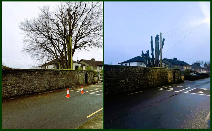 Dangerous tree removal in Clare carried out by Paul's Property Maintenance - Tree Surgeons Clare 