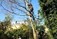 Tree Surgeons Limerick