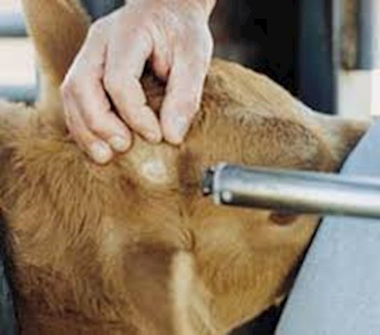 image of calf dehorning from Noel McEntee Farm Services