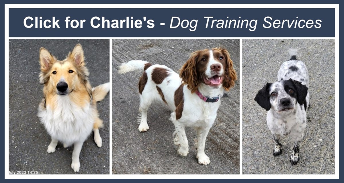 Dog Training Cavan - Charlie’s Dog Training