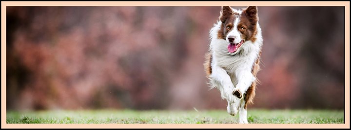 Dog boarding in Ballina is available at Ballina Boarding Kennels and Cattery