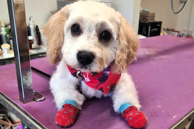 Swords Dog Grooming -