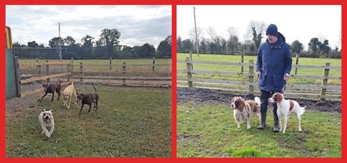 Roseberry Boarding Kennels Kildare - Dog Boarding Services