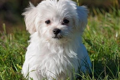 Newbridge Dog Kennels -