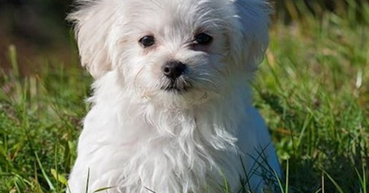 Boarding Kennels Kildare Our.ie