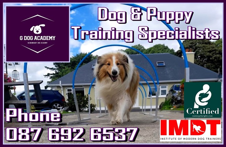 GDog Academy Glenamaddy - Dog Training and puppy training Galway