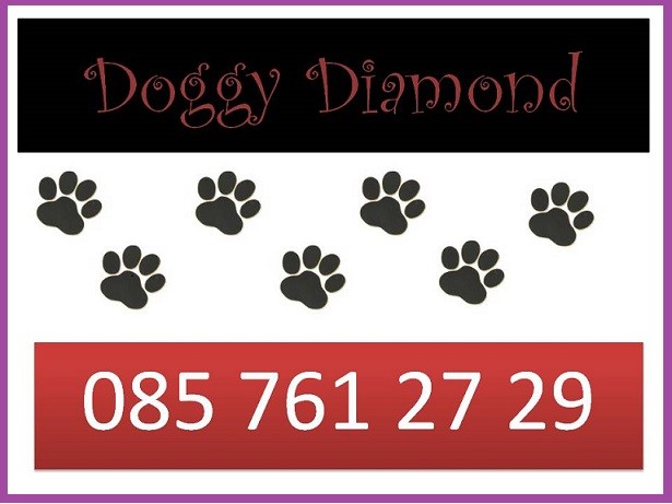 dog grooming mullingar