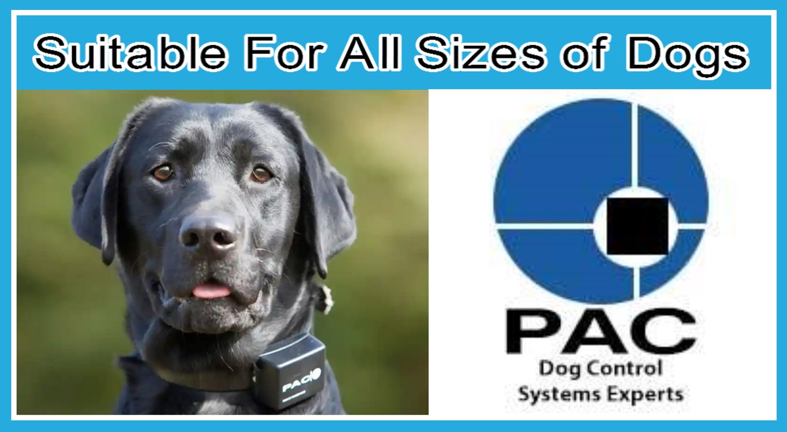 Pac dog clearance training collars