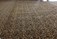 Carpet Cleaning Limerick