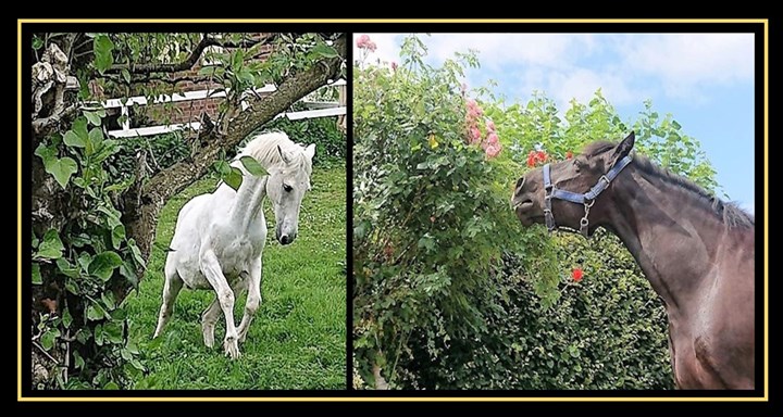 Equine therapy in Navan