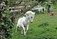 Horse Riding Lessons Navan. Fergus O'Connor