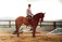 Horse Riding Lessons Navan. Fergus O'Connor