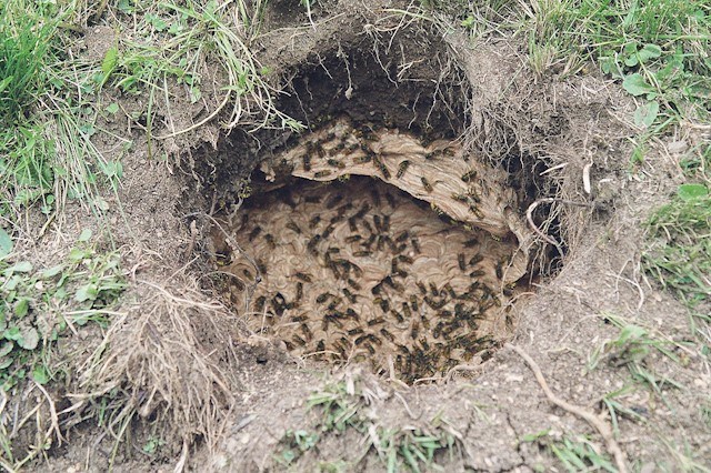 Image of emergency ant infestation in Meath, emergency pest control in Meath is provided by Advance Pest Control