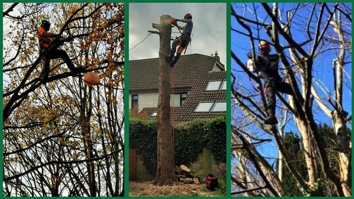 Emergency tree surgery Limerick