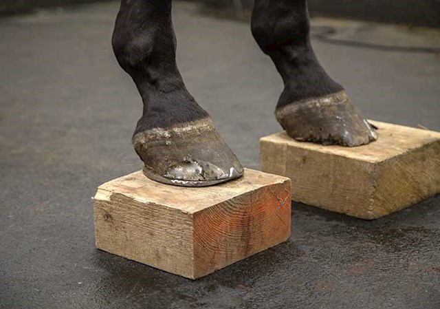 image of hoof ailment from DJ Farriery