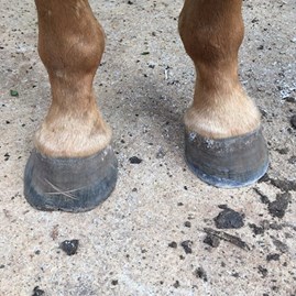 image of hoof correction in Kildare