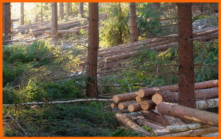 Firewood in Westmeath is supplied and delivered by BK Firewood