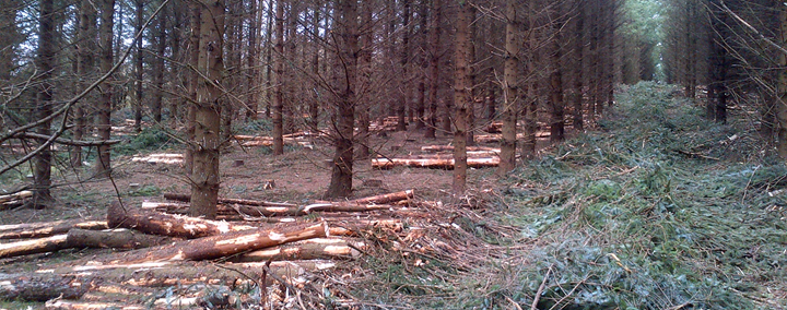 Forestry thinning in Armagh
