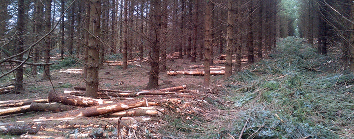 Forestry thinning in Cavan