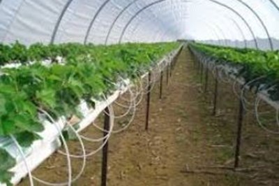 Fruit Vegetables Dublin