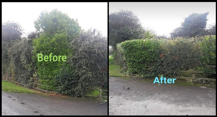 overgrown hedge cutting in Carlow from Willows Landscaping