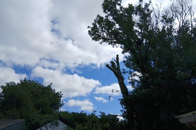 Garden Clearance Wexford