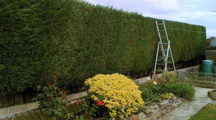 Hedge maintenance in Kildare