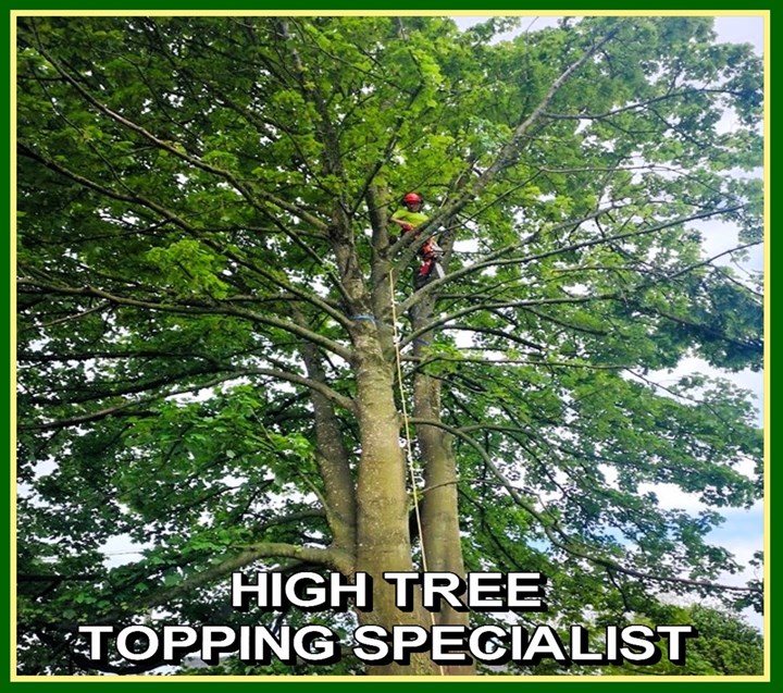 High tree stopping specialist in Limerick - Garden Services Limerick