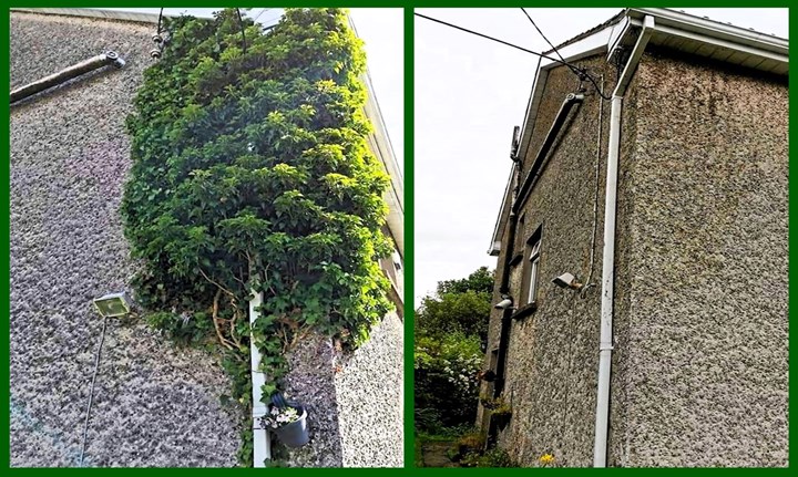 Tree cutting and ivy removal in Limerick - Limerick Garden Services