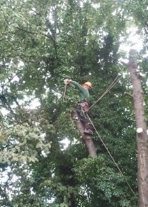 image of tree cutting in Kinnegad