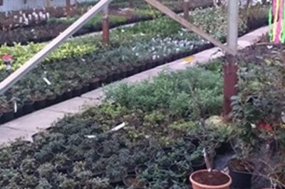 Greenshoots Nurseries