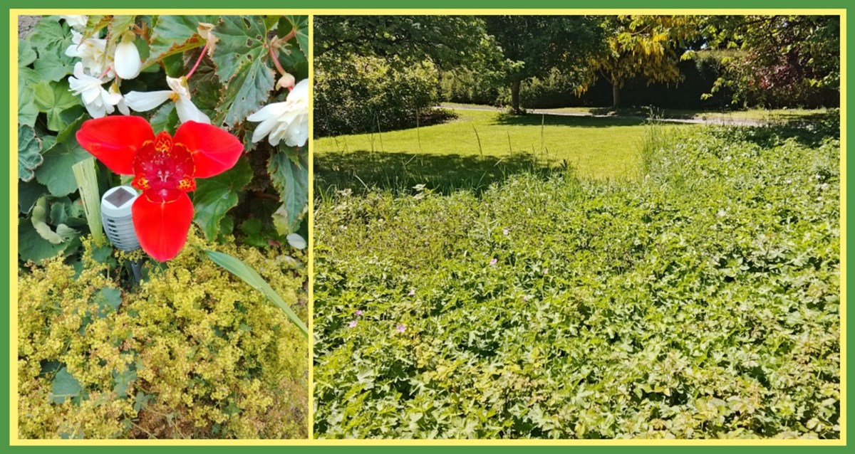 Handyman garden services in Trim
