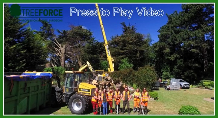 Tree surgeon Meath - video