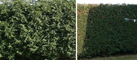 Hedge cutting in Carlow