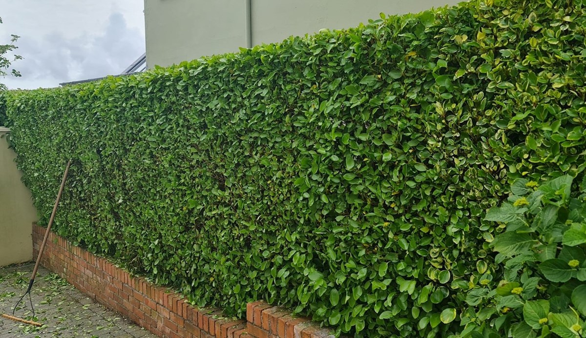 Garden hedge cutting services in West Cork