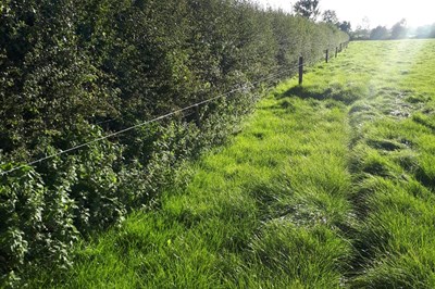 Hedging Carlow