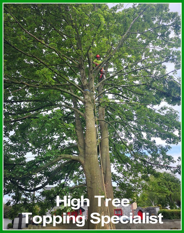 High Tree Topping Specialists in Limerick