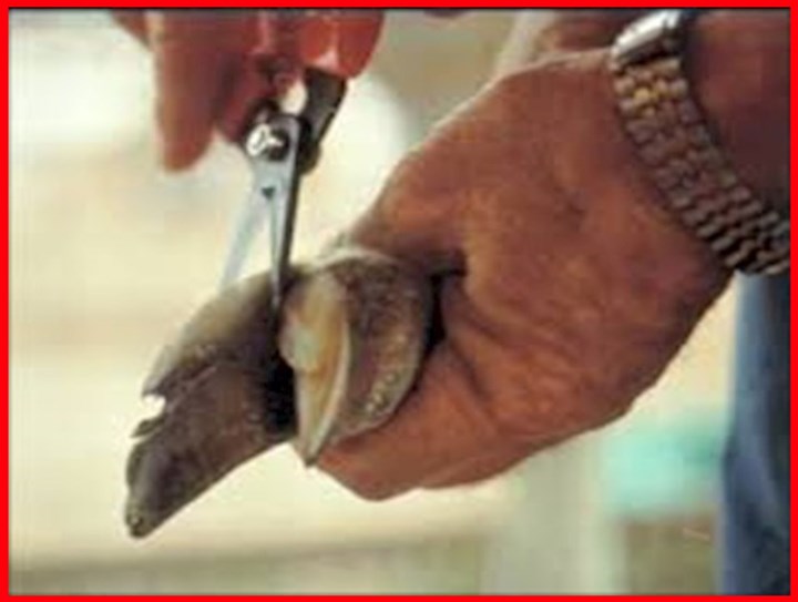 Cow hoof trimming in Meath is carried out by Noel McEntee Farm Services