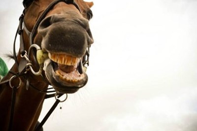 Skyhill Stables, Livery and Riding School  Dundalk