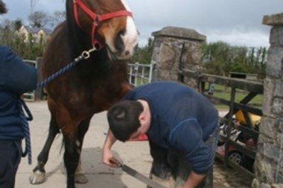 The Railings Riding School Ardee