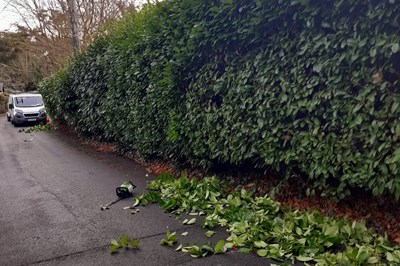 Gardener Clonmel - Carrick-on-Suir