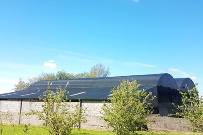 Farm Shed Painting Cork