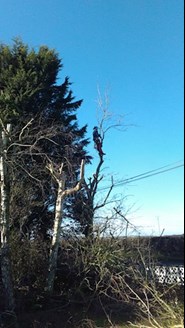 tree surgery services in Malahide