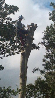 image of high tree surgery in North County Dublin