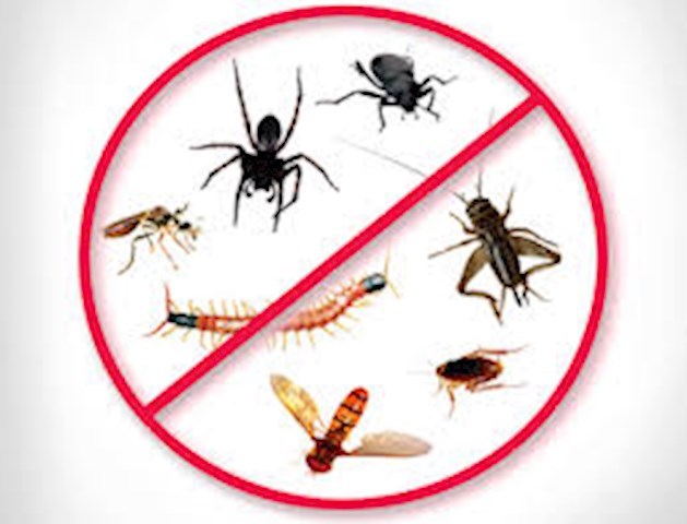 Image of insects in Swords and North County Dublin controlled by Fingal Pest Control, insect control in Swords and North County Dublin is a speciality of Fingal Pest Control