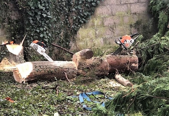 Felling dangerous trees in Dublin West